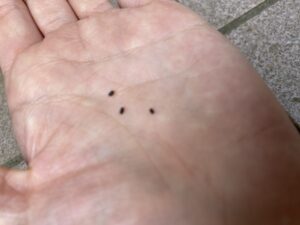 小さなバジルの種のアップ