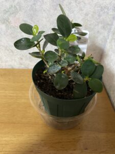 購入したパンダガジュマル