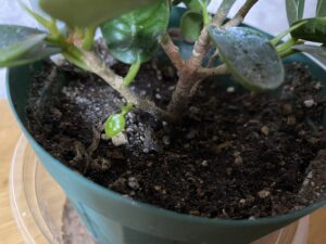 下の方の枝が少なくなったパンダガジュマル