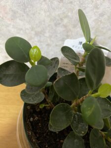 新葉が出てきたパンダガジュマル