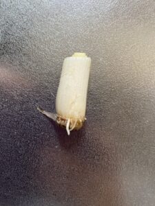 少し根が伸びたネギ（2日目）