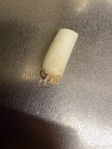 水耕栽培を始めたばかりのネギの初日の状態