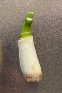 水耕栽培で10日後に成長したネギの様子