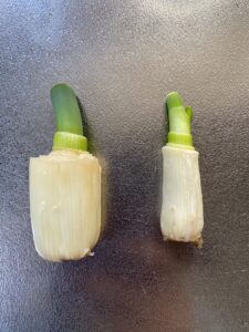 水耕栽培したネギ2本の成長の違いを比較した写真