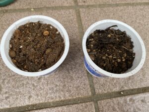 種まき後に土をかぶせた鉢