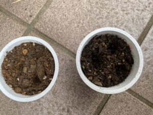 ヨーグルト容器にバジルの種をまいた直後の様子