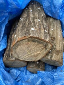 ベランダで育てている原木しいたけ