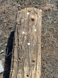 しいたけの原木（植菌中）