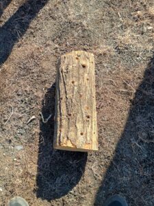 しいたけの原木（植菌前）