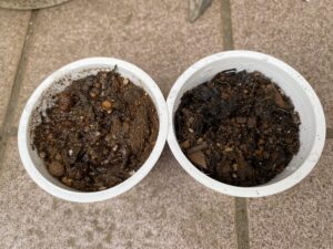 水やり後のバジルの鉢