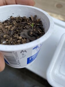 種から発芽したバジル