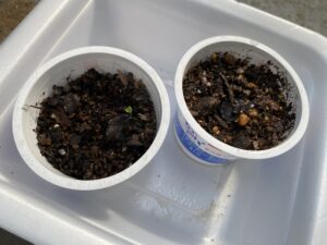 ブレンド土の種から発芽したバジルの芽