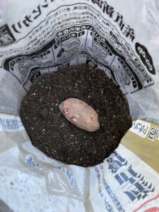 袋栽培で土の上にじゃがいもを置いた様子