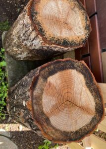 緑色に変色したしいたけ原木