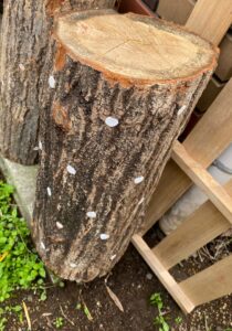 庭に移動したしいたけ栽培用の原木の様子