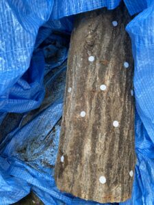 ブルーシートに溜まった水でしいたけ原木が浸水している様子