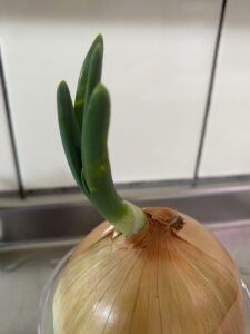 再生栽培中の玉ねぎの芽が一週間で伸びた様子