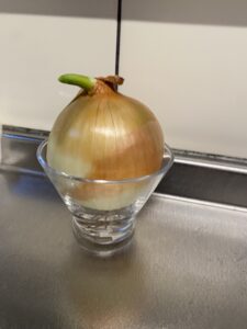玉ねぎを水につけて再生栽培している様子
