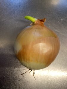 根と芽が出てきた玉ねぎの再生栽培前の状態