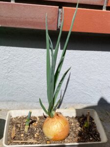 再生栽培した玉ねぎから伸びたネギのような葉