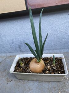 土に植えた玉ねぎから葉がどんどん伸びている様子