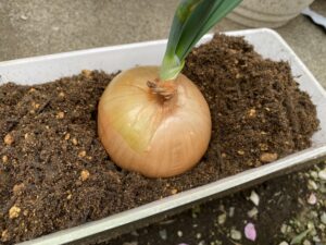 再生栽培の玉ねぎをプランターの土に植えた様子
