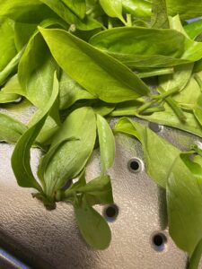 食用にできる柿の木の若葉