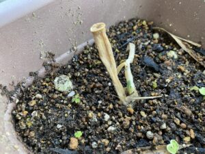 枯れかけて元気がなくなったネギ