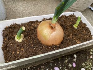 玉ねぎと同じプランターに植えたネギ