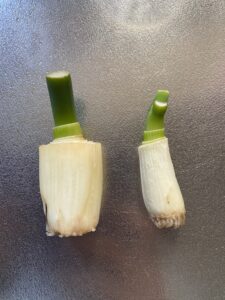 再生栽培で伸びたネギを土に植え替え前に撮影した様子