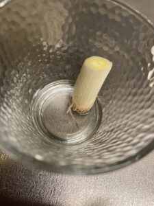 再生栽培を始めたばかりのネギ