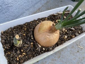 先端がくびれて黄色っぽくなったネギ