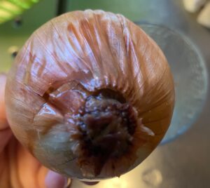 再生栽培中に変色して傷んだ玉ねぎ