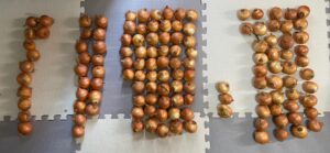 訳あり玉ねぎを床に並べた様子　小サイズ玉ねぎが大量にある