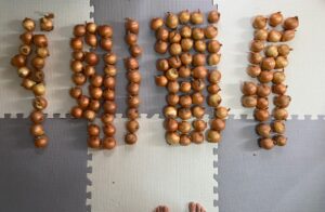 別の箱の玉ねぎを並べた様子　大量の小玉玉ねぎ