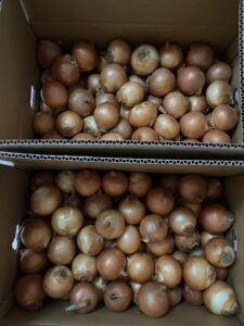 箱を開けた玉ねぎの様子　訳あり玉ねぎが大量に入っている