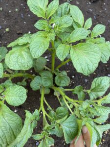 芽が7本ほど出ている地植えのじゃがいも