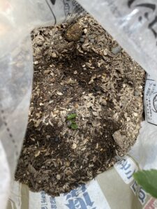 植え付け12日後に発芽したじゃがいも