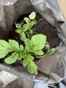 植え付け4日後に元気を取り戻したじゃがいもの芽