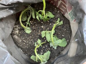 芽かきしたじゃがいもの芽を袋に植えた様子