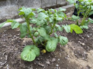 土寄せ後に黄色くなったじゃがいもの下葉