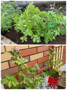 地植えと袋栽培のじゃがいもの成長比較